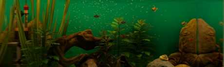 Biotope - Article - Kreiere dein Aquarium und kümmere dich drum