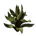 Aloesetzling