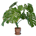 Monstera Topf