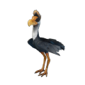 Rundschnabelsegler