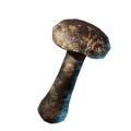 Gebratener Shiitake