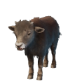 Baby Yak