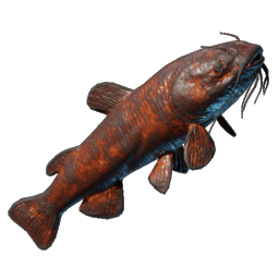 Gegrillte Schockflosse