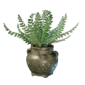 Farn Topf 5