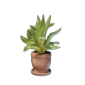 Aloe Pflanze