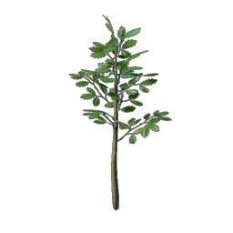 Enshrouded - Wiki - Eichenbaum Setzling