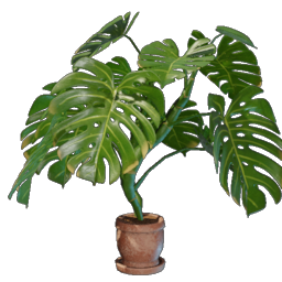 Monstera Topf