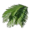 Palmblätter