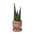 Bambuspflanze