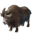 Yak