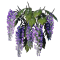 Wisteria