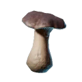 Steinpilz Setzling