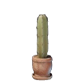 Kaktuspflanze II