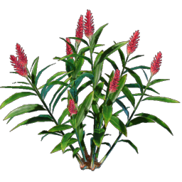 Enshrouded - Wiki - Ingwer-Setzling