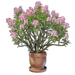 Gebirgsrose