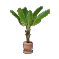Bananenpflanze