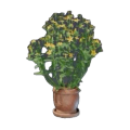 Aureolin Pflanze