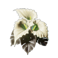 Calla Luna