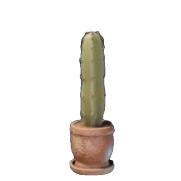 Kaktuspflanze II