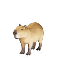 Capybara