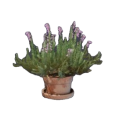 Gipfel Blume
