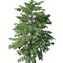 Enshrouded - Wiki - Kaffee-Setzling