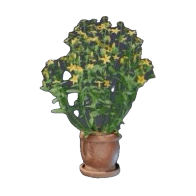 Aureolin Pflanze