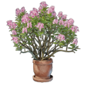 Gebirgsrose