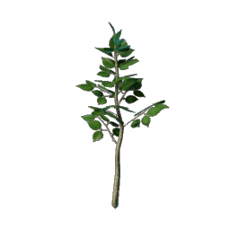 Lindenbaum Setzling