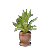 Aloe Pflanze