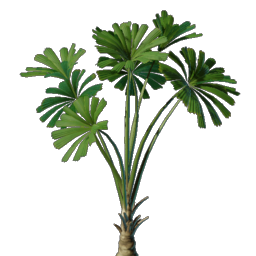 Strahlenpalmen-Setzling