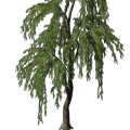 Weidenbaum-Setzling