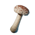 Shiitake