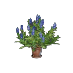Indigo Pflanzentopf