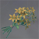 Aureolin-Blume