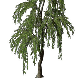 Weidenbaum-Setzling
