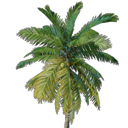 Kokospalmen-Setzling