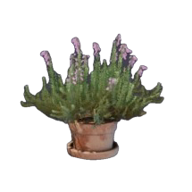 Gipfel Blume