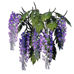 Wisteria