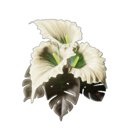 Calla Luna