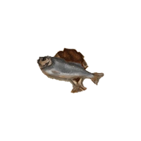 Ostriv - Wiki - Getrockneter Fisch